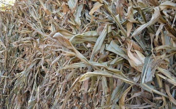 秋收后，秸稈成為農民處理難題