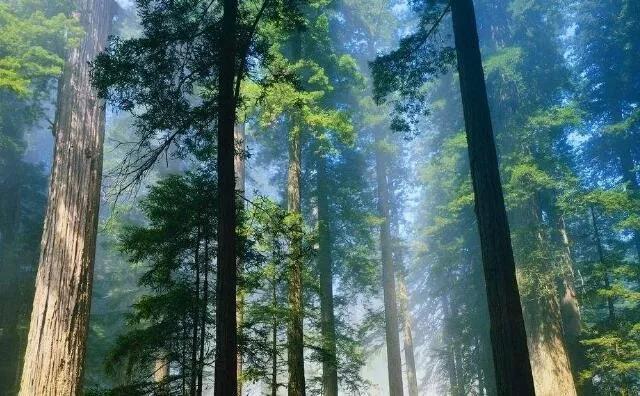 玉米秸稈燃料常見(jiàn)四大誤區(qū)，你知道嗎？