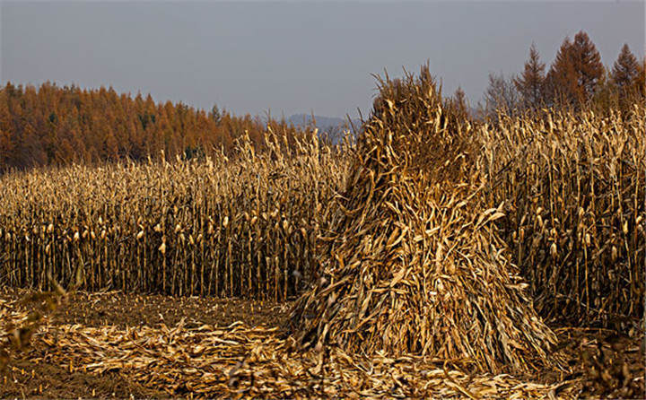 黑龍江省海倫市用于秸稈綜合利用共投入1.6億元，加快玉米秸稈顆粒機(jī)的使用