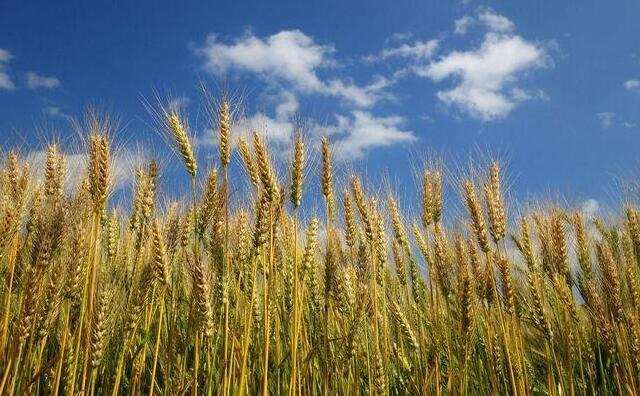 三夏收獲季節(jié)農(nóng)作物秸稈