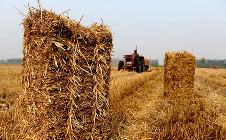 小麥?zhǔn)崭詈螽a(chǎn)生的秸稈 小麥?zhǔn)崭詈螽a(chǎn)生的秸稈