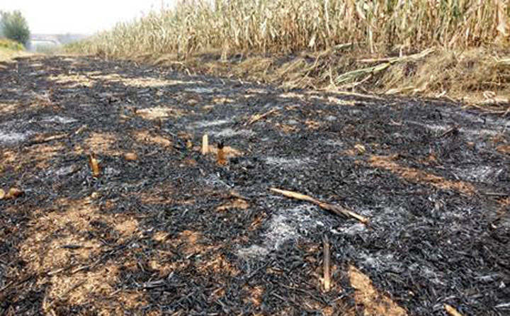 秸稈焚燒過后的土地