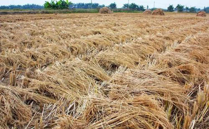 哈爾濱秸稈 哈爾濱秸稈