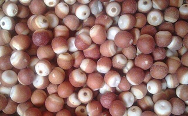 芡實(shí)果實(shí)