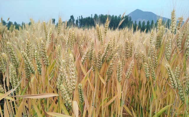 上海市出臺秸稈補貼新舉措，每噸補貼300元