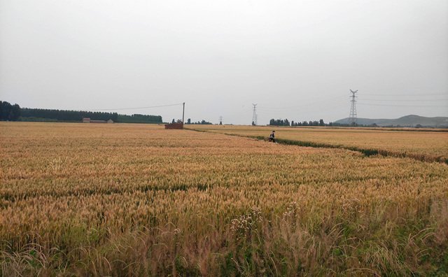 湖北省武漢市2021年度農(nóng)作物秸稈綜合利用實(shí)施方案來啦~~~內(nèi)含補(bǔ)貼金額