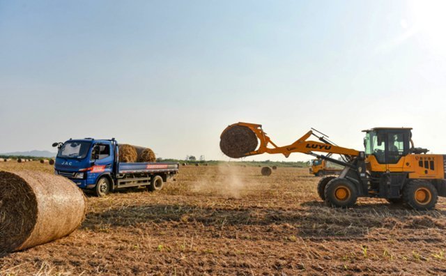 在宿松縣各村高粱種植基地里，村民們搶抓農(nóng)時(shí)收割高粱，田間地頭一派繁忙景象