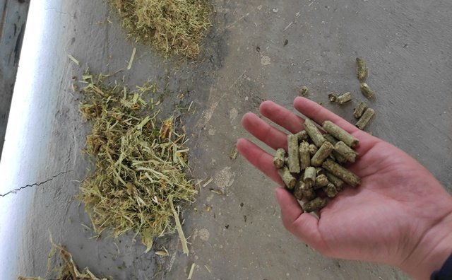 檸條顆粒機(jī)生物質(zhì)燃料