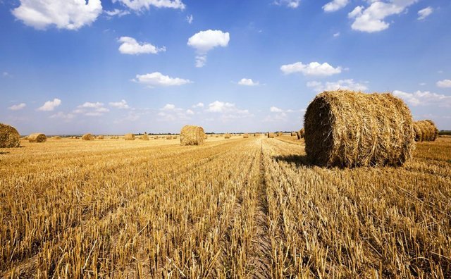 稻草賣錢 稻草賣錢