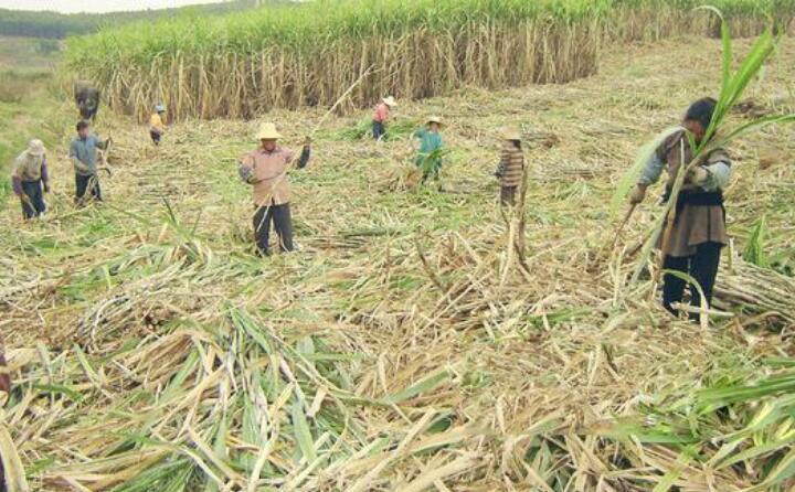 甘蔗秸稈綜合利用 甘蔗秸稈綜合利用