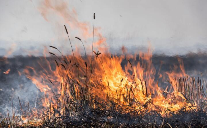 大眾日報-----有序放開秸稈焚燒是否可行